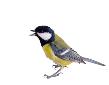 Titmouse in a rush 2 clipart