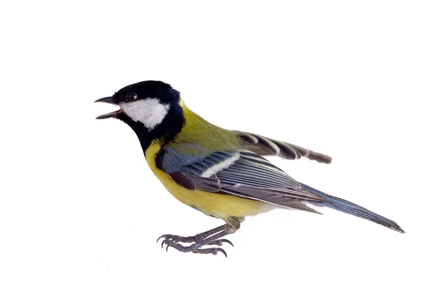 stock image The inspired titmouse 2