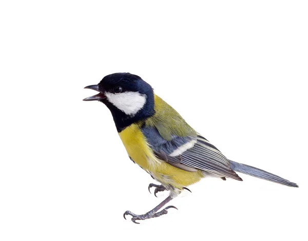 Titmouse in a rush 2 — Stock Photo, Image