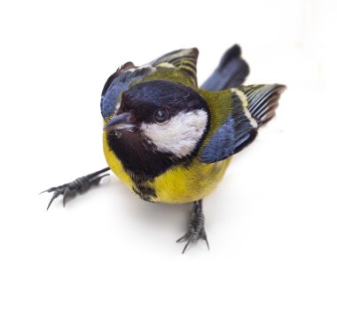 Great Tit, Parus Major 3 clipart