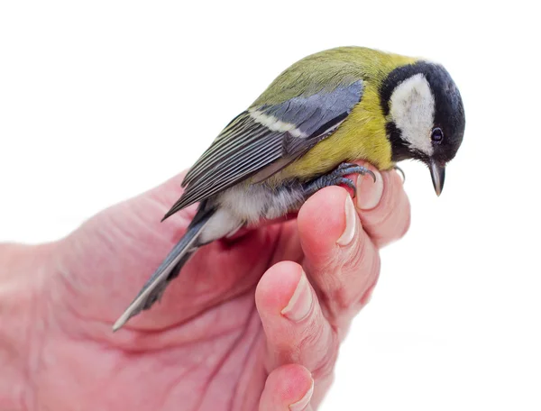 The titmouse siting on a hand 3 — стоковое фото