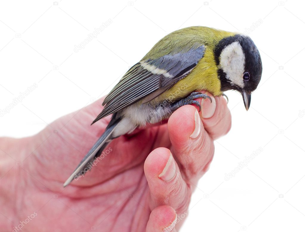 The titmouse sitting on a hand 3