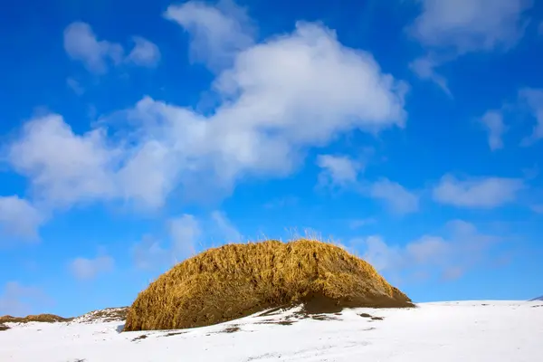 Tundra v zimě — Stock fotografie