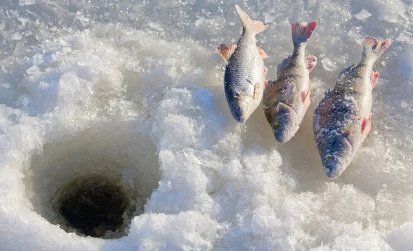 Perch fishing 4 — Stock Photo, Image