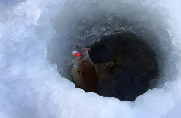 stock image Perch fishing 2