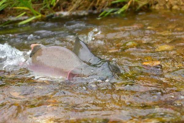 Combattere i maschi di gobba salmone — Foto Stock