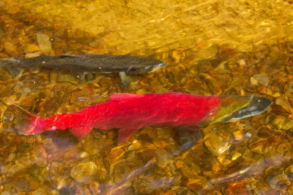 Main run blue-backed salmon (Oncorhynchus nerka) — Stock Photo, Image