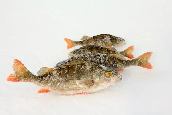On a perch fishing — Stock Photo, Image