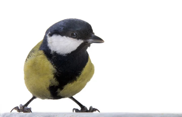 De mees grotendeels — Stockfoto