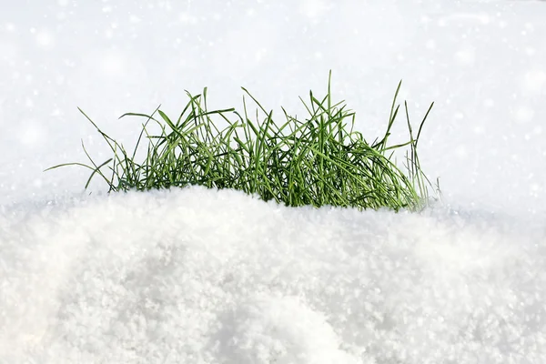 雪地上的草 — 图库照片