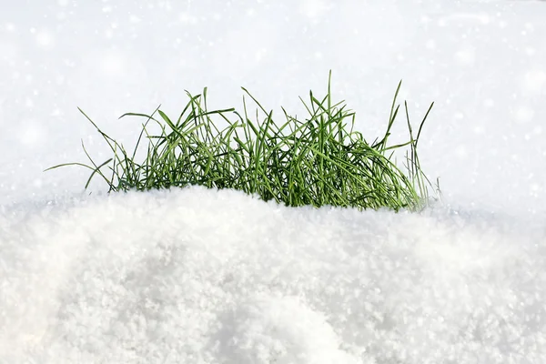 stock image Grass on the snow