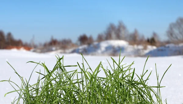 Gras im Winter — Stockfoto