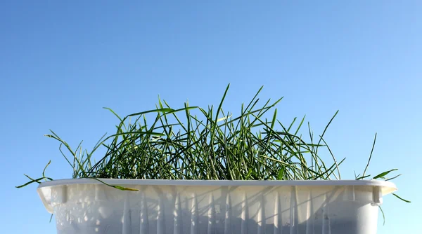 Трава в коробке — стоковое фото