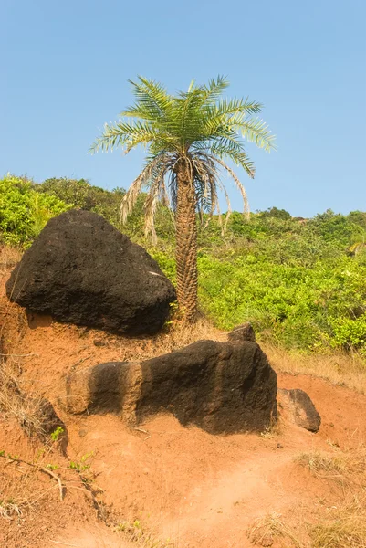 Palme und schwarze Steine in Goa — Stockfoto