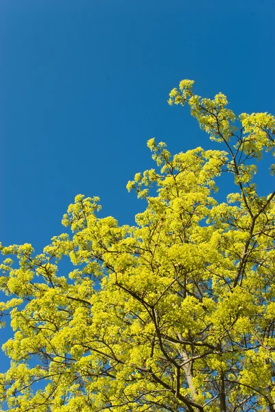Acero fiorito — Foto Stock