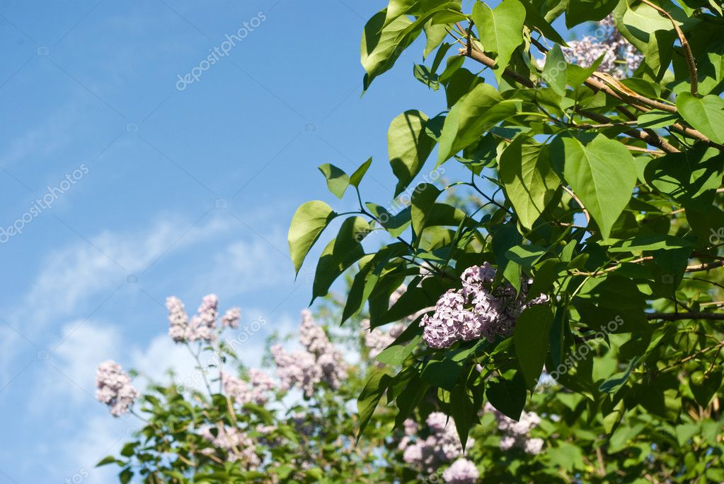 Flowering lilac bushes — Stock Photo © Lidara #8247574