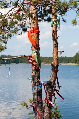dilek çam ağacı Finlandiya