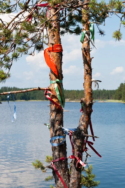 Wish pine tree in Finland — Stock Photo, Image