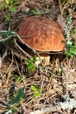 Boletus mantarı