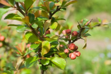 Japonca Ayva (Chaenomeles japonica) tomurcukları