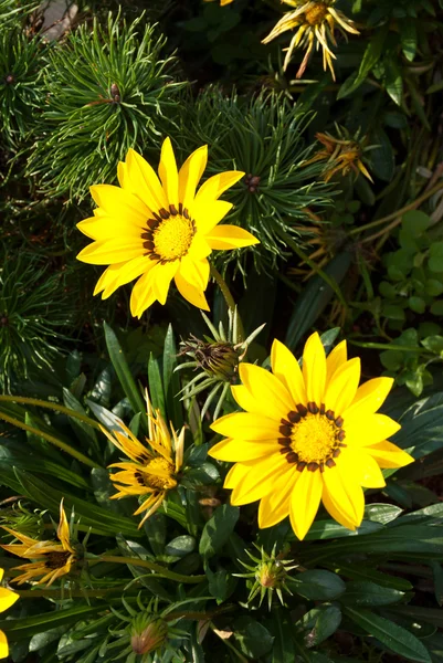Flores amarelas da Gazânia — Fotografia de Stock