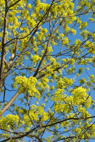 Flowering maple — Stock Photo, Image