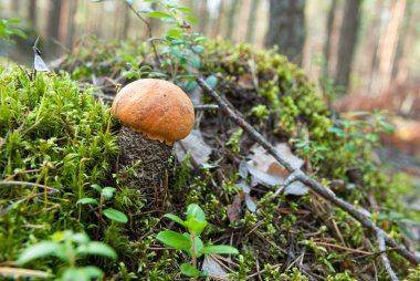 Turuncu huş bolete