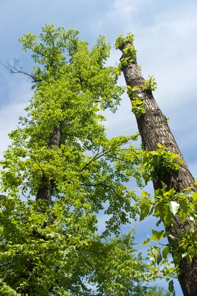 Poplar trunk — Stock Photo, Image