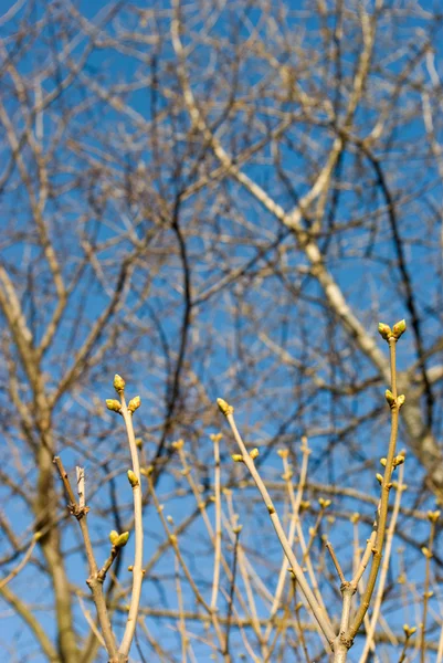 Germogli di foglie giovani — Foto Stock