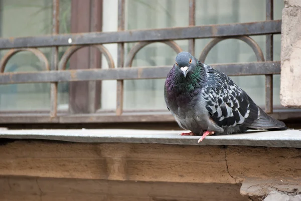Pigeon sur rebord de fenêtre Image En Vente