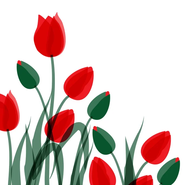Czerwone tulipany na białym tle nad białym — Wektor stockowy
