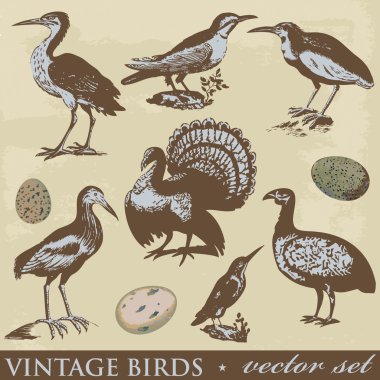 Vintage kuşlar çizimler. vektör set