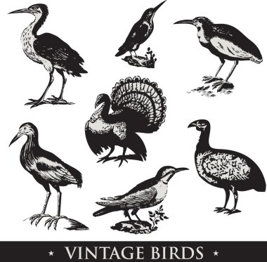 Vintage birds illustrations. Vector set clipart