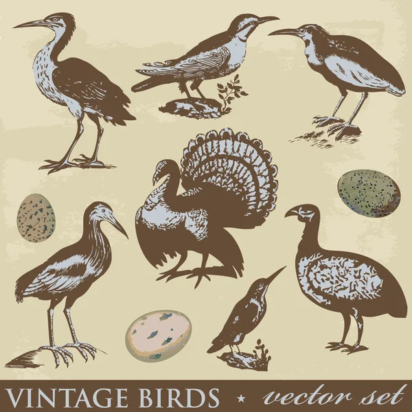 Ilustraciones de aves vintage. Conjunto de vectores — Archivo Imágenes Vectoriales