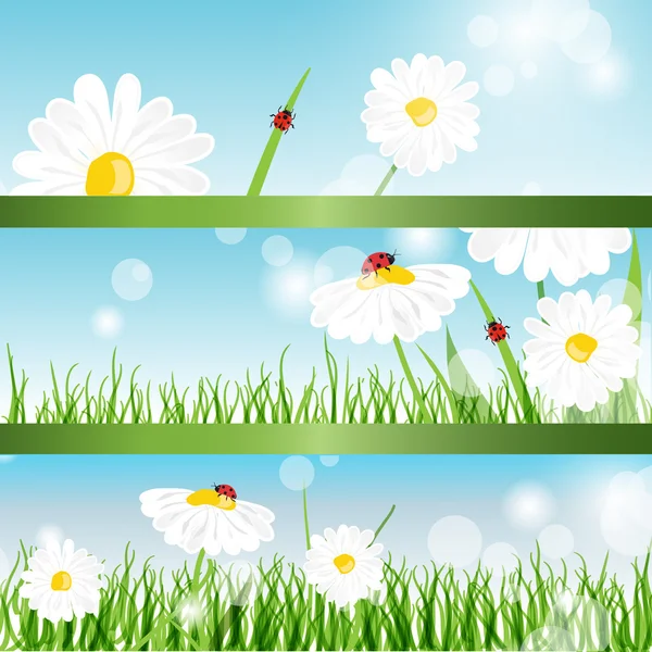 Zomer banners met daisy en lieveheersbeestjes in groene gras — Stockvector