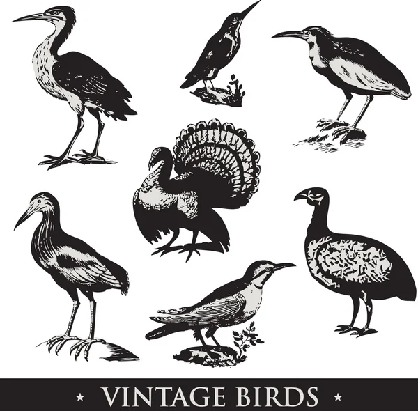 Ilustrações de pássaros vintage. Conjunto de vetores — Vetor de Stock
