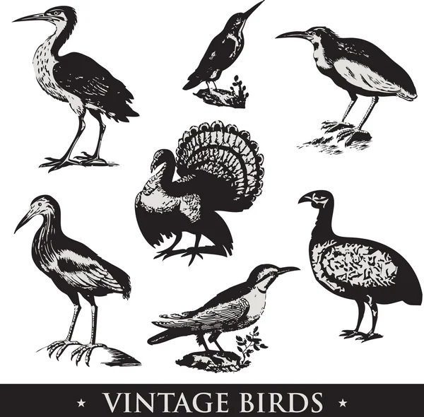 Ilustraciones de aves vintage. Conjunto de vectores — Archivo Imágenes Vectoriales