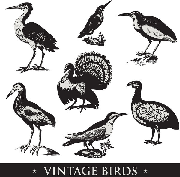 Vintage birds illustrations. Vector set