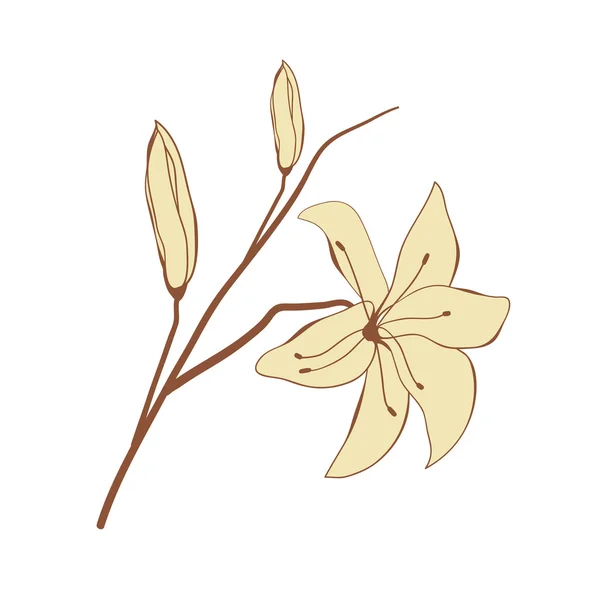 Ročník květinové karta s lily — Stockový vektor