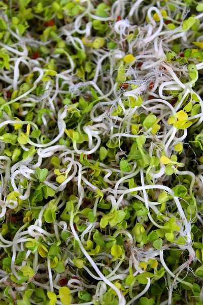 Curly Daikon Sprouts — Stock Photo, Image
