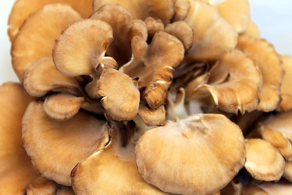 Maitake гриби — стокове фото
