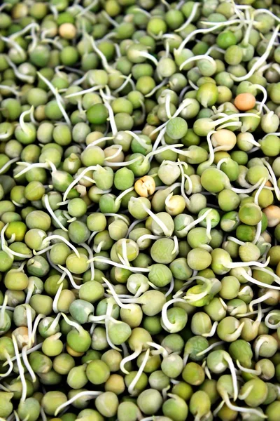 Peas Sprouts — Stock Photo, Image