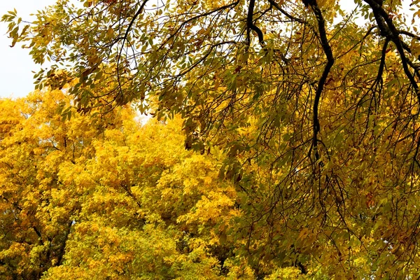 Árboles de otoño — Foto de Stock