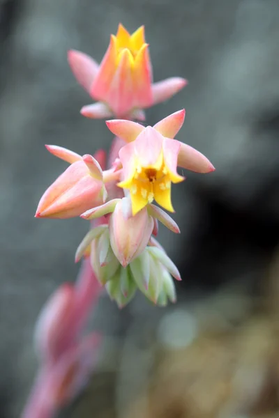 Echeveria runyonii habitus inflorescences — Stok fotoğraf