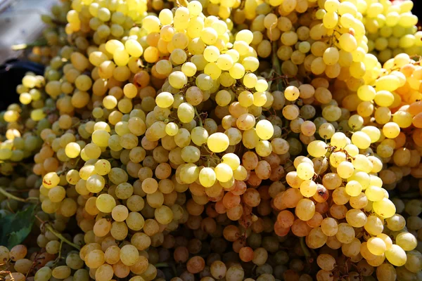 stock image Grape cluster