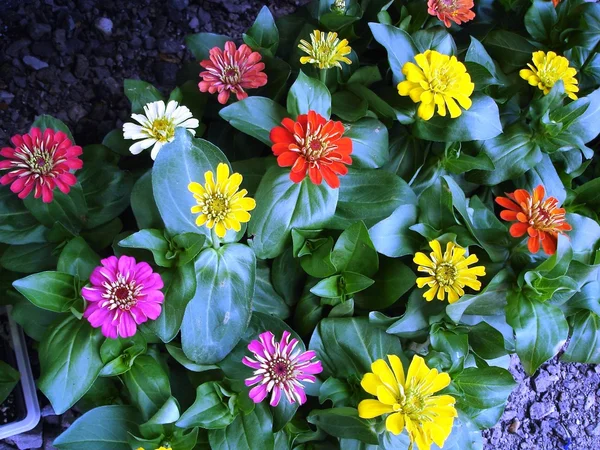 Smukke blomster - Stock-foto
