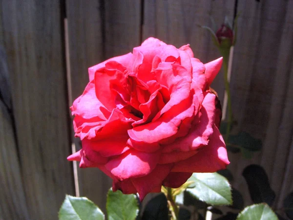 A Rosa Imagens Royalty-Free