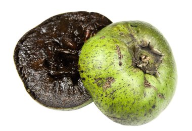 Black Sapote clipart