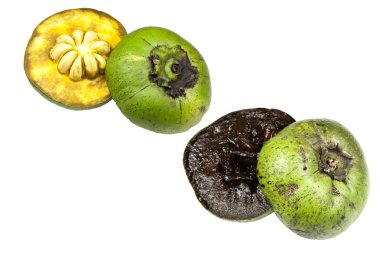 Black Sapote clipart