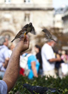 besleme birds